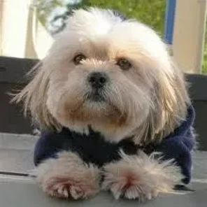 Shih Apso (Lhasa Tzu) (Designer Dog)