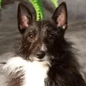 Shelestie (Designer Dog)