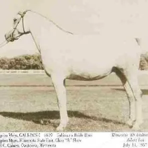The legacy of a renowned breeder…Mr Daniel C. Gainey, Part 1 of 2