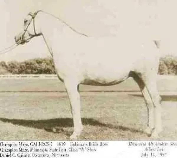 As soon as he came of age, Galimar was introduced into the breeding program with outstanding results. Bred to Bride Rose, he sired the filly Gali-Rose, who became an exceptionally beautiful mare as well as a great producer.