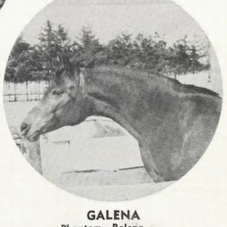 GALENA