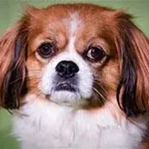 Cav-A-Malt (Designer Dog)