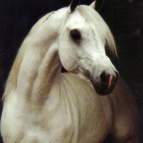 IMPERIAL IMDAL