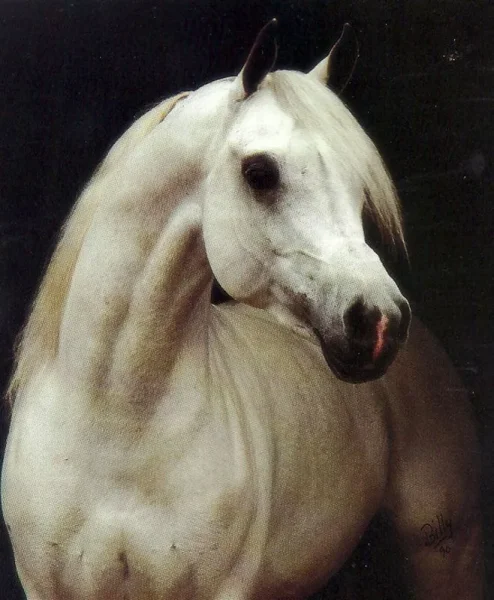 IMPERIAL IMDAL