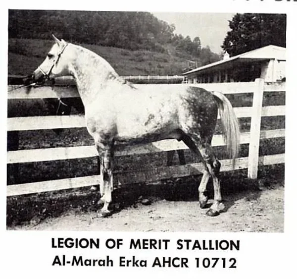 Al Marah Erka++