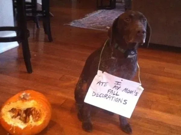 Naughty Dogs
