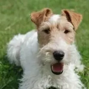 Fox Terrier (Wire)