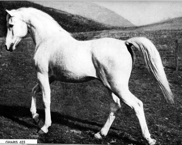 GHARIS