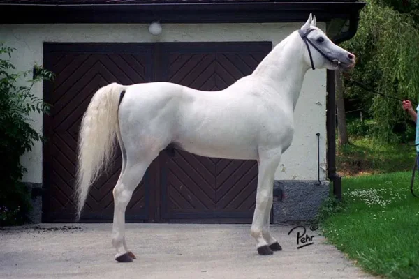 Saher