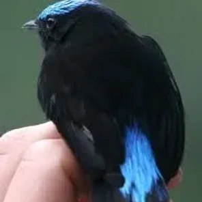 Cerulean-capped Manakin