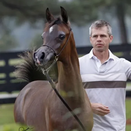 EXXALT
(Excalibur EA × Vesperra)
2014 Grey Purebred Arabian Colt