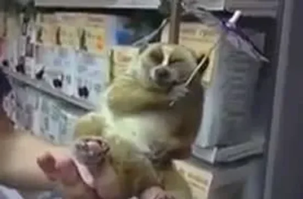 Lovely Little Loris