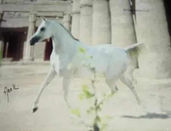 Solstis arabians