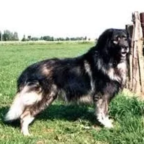 Sarplaninac