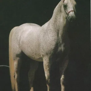 DEWAJTIS