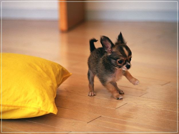 20 Low Maintenance Dog Breeds For You - Part I