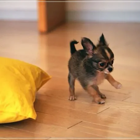 20 Low Maintenance Dog Breeds For You - Part I