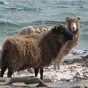North Ronaldsay