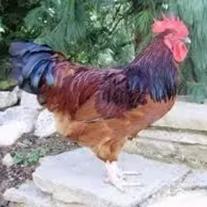Red Sussex