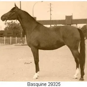 Basquine