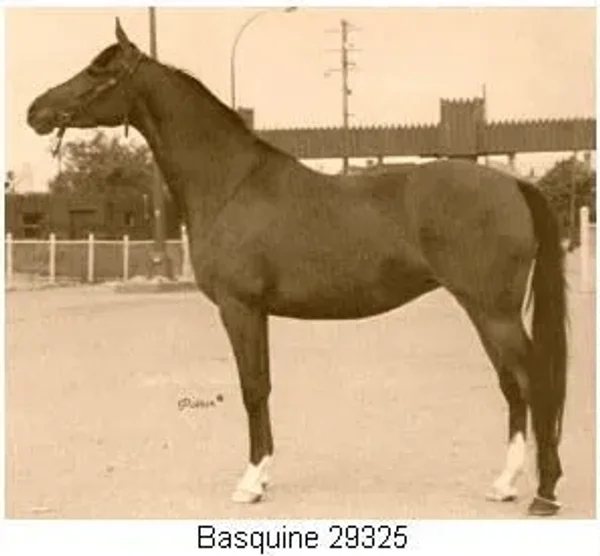 Basquine