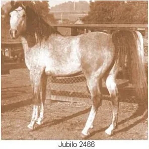 JUBILO