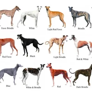 The Italian Greyhound