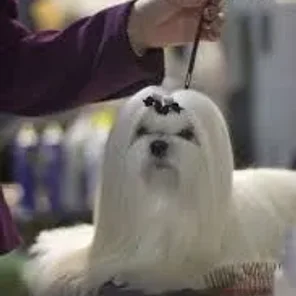 Canine Conformation