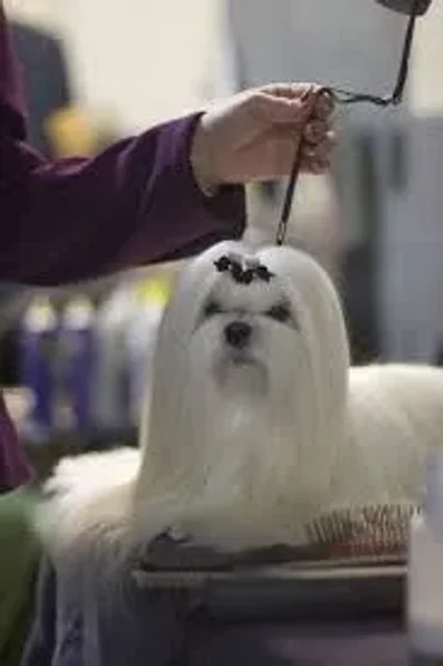 Canine conformation