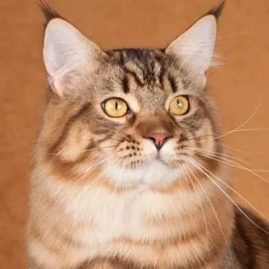 Maine Coon