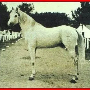 DAMASCO III
