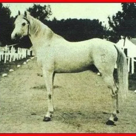 DAMASCO III
