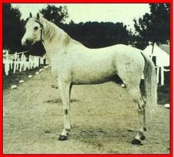 DAMASCO III