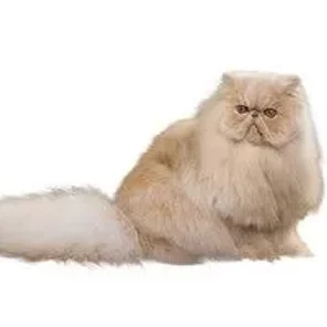 Calmest Cat Breeds