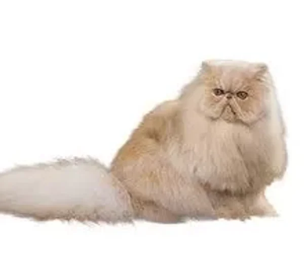Calmest Cats