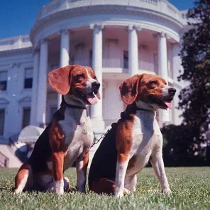 WHITE HOUSE PETS (1953-PRESENT)