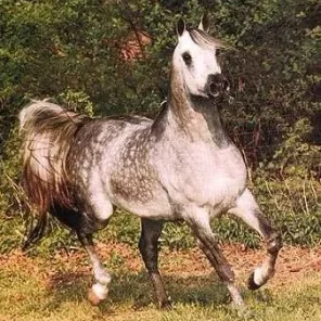 Imperial Madheen