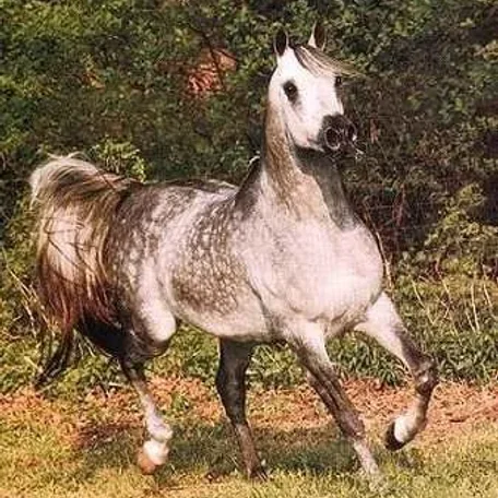 Imperial Madheen