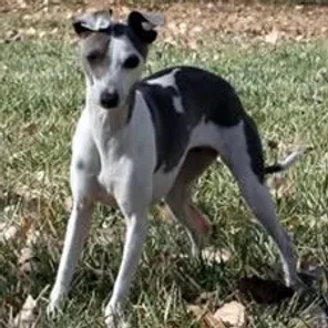The Italian Greyhound