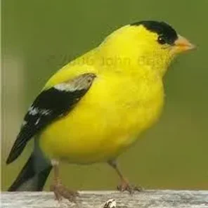 Finch