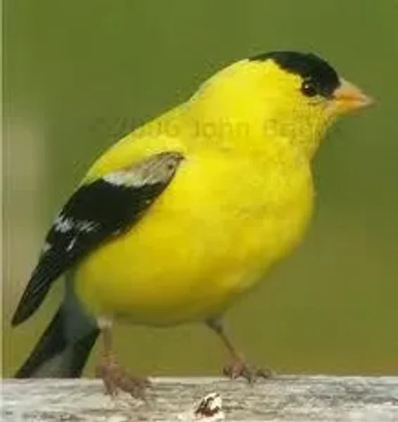 Finch