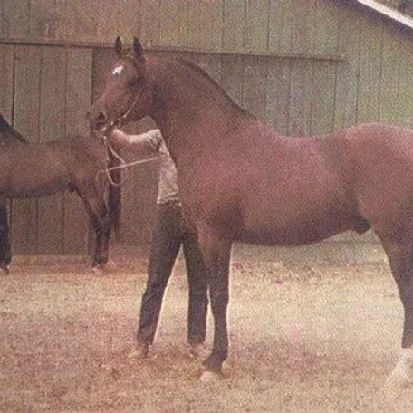 FADJUR (Foreground) and his sire FADHEILAN (*Fadl x *Kasztelanka by Koheilan I)