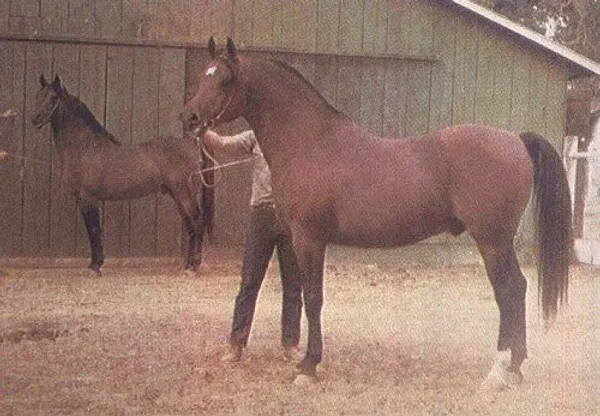 FADJUR (Foreground) and his sire FADHEILAN (*Fadl x *Kasztelanka by Koheilan I)