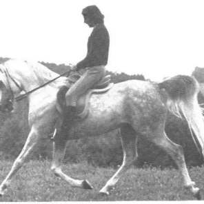 NURI SCHALAN