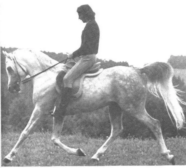 NURI SCHALAN
