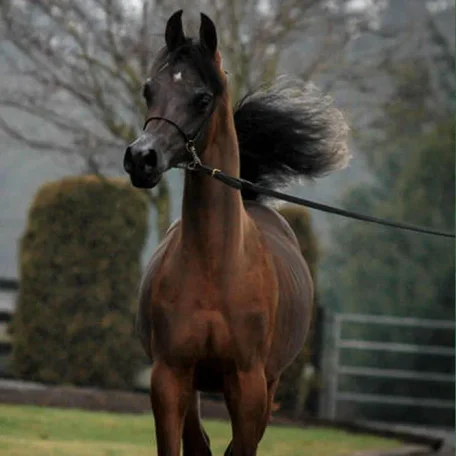 This very beautiful colt is Marekk (Pogrom x Tamaaras Psong)