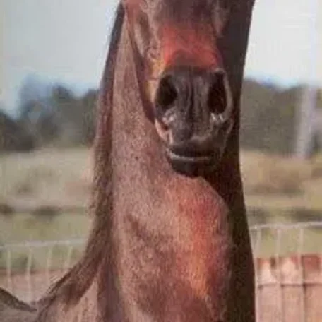 BERRYANTKA V