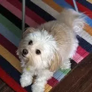 Chi-Chon (Designer Dog)