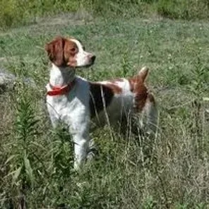 Brittany Bourbonnais (Designer Dog)