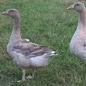 Suchovy Goose